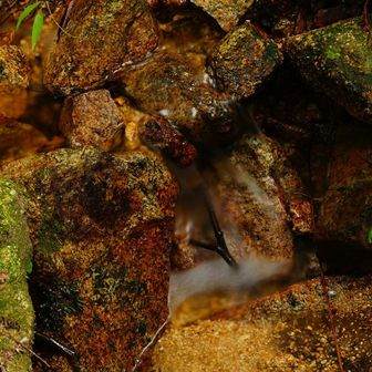 左側の沢には少し水が
流れていて、水が綺麗。