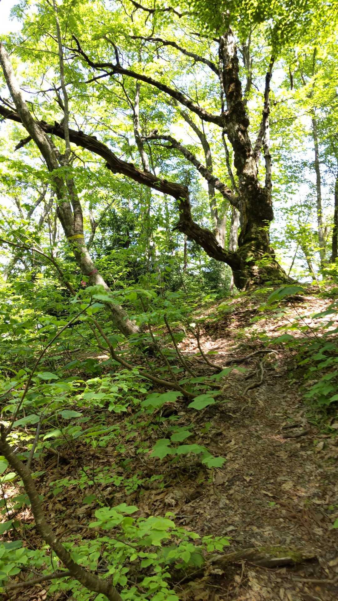 武奈ヶ岳-細川越 往復コースの写真