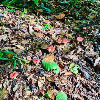 登山道はキノコだらけ。