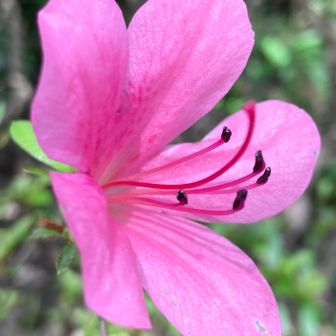ピンクの花が一輪目立っていました♪