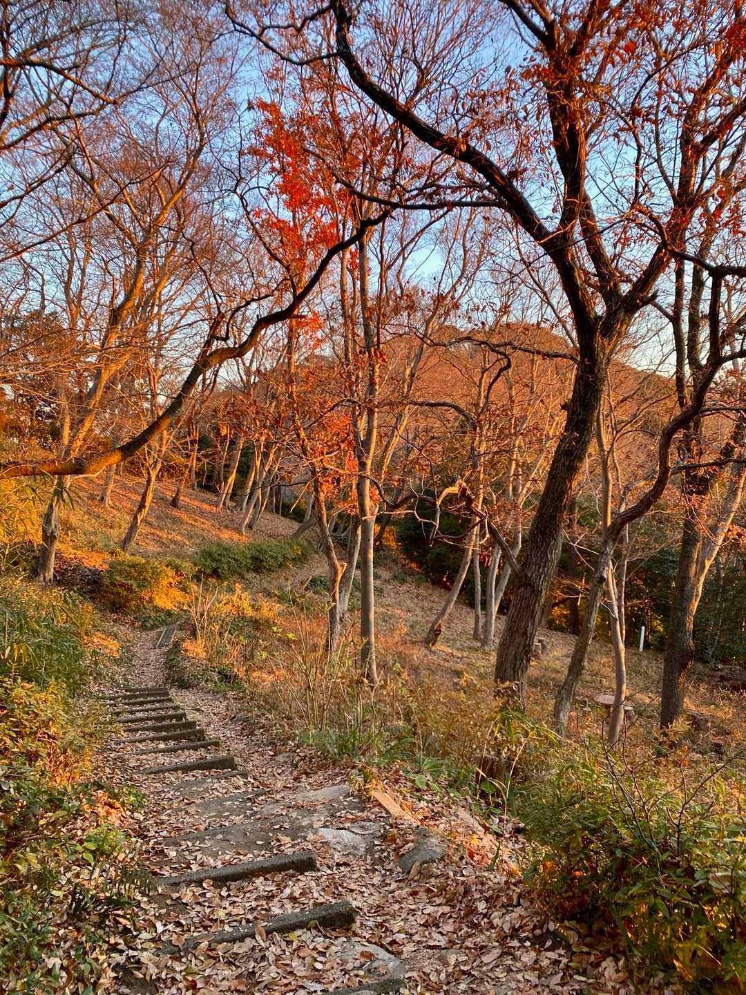 山道が初日の出で染まるのもまた、良いなぁ〜