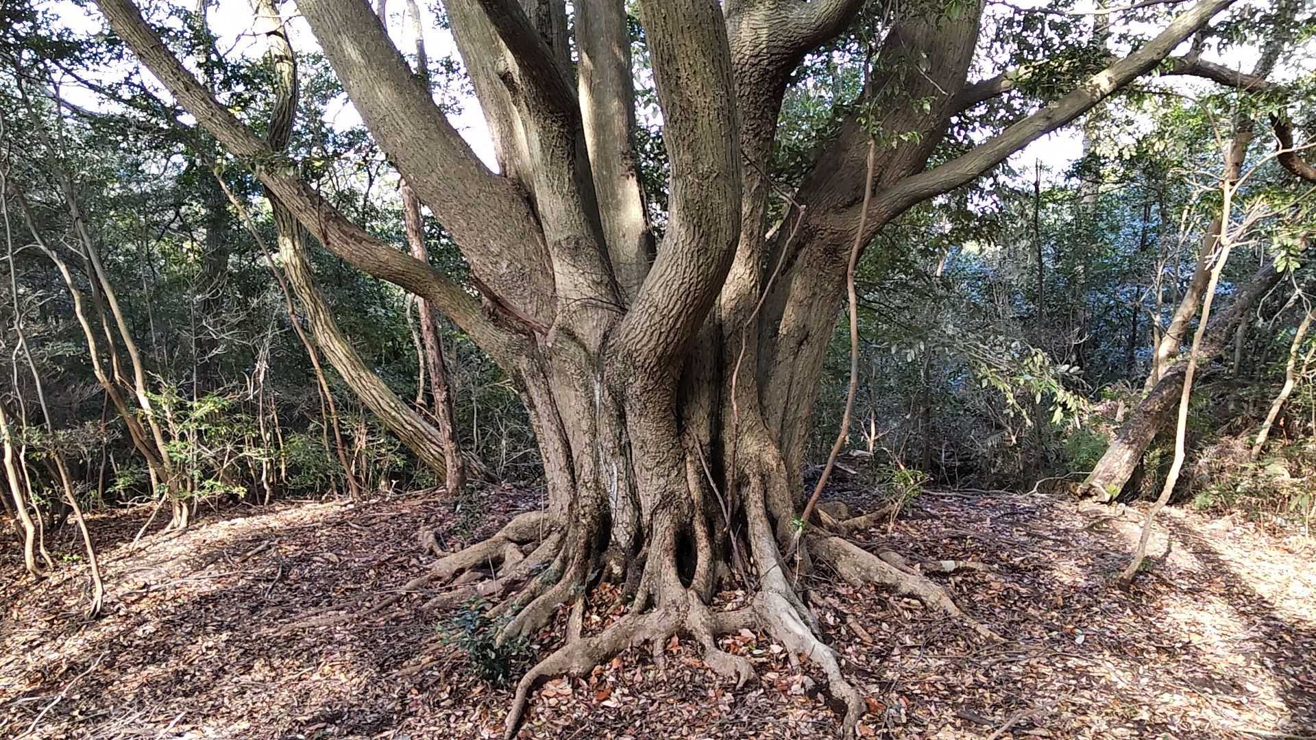 立派な🌲