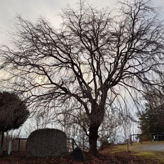 高円宮さまが植樹されたしだれ桜
見事な樹形