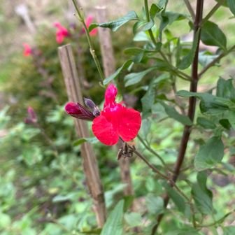 ビジターセンターの花です