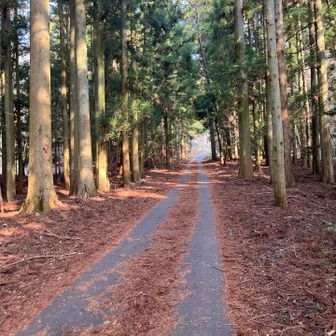 駐車場までの道