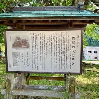 野間の大阪けやき説明🪧こちらでは全国4位の大きさとなっている。大阪府では一番デカい🌳