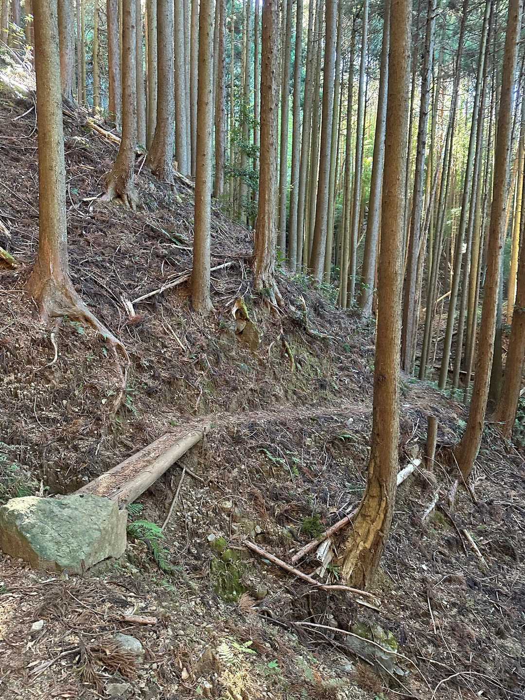 今日は但沼登山口から
来る途中、興津の国52号沿いのみかん屋さんで一箱買って来ました！安くて美味しいです🍊
林道終点に車を停めるはずでしたが狭く木々が生い茂り不安だったので少し下の広い場所に停めました。次来るならジムちゃんで来ます！