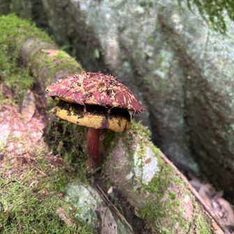 DODのキノコランプ🍄みたい

日本が征服されるんじゃないかと思うくらい
キノコ🍄生え過ぎ🍄🍄 🍄🍄 🍄
