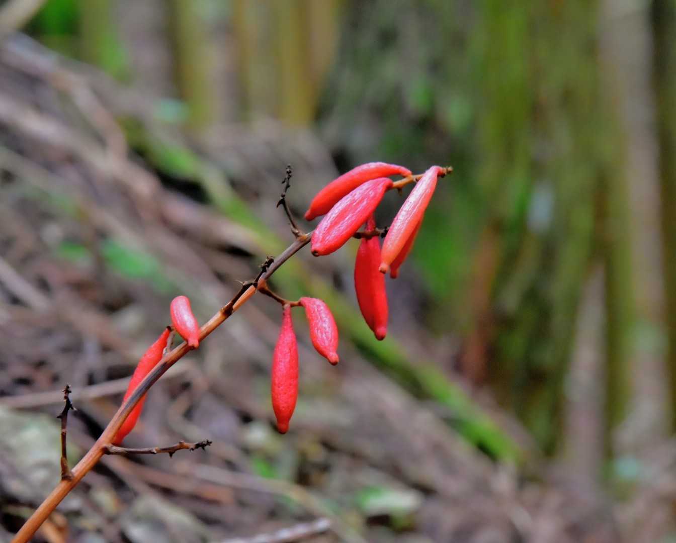 ツチアケビ
腐生植物で、他の植物に栄養を貰って、春に花を咲かせて、秋はこの様な果実をつける。絶滅危惧種。
実は、アケビの様に甘くはありません。形だけがアケビです、タンニンが多いのは共通ですが。