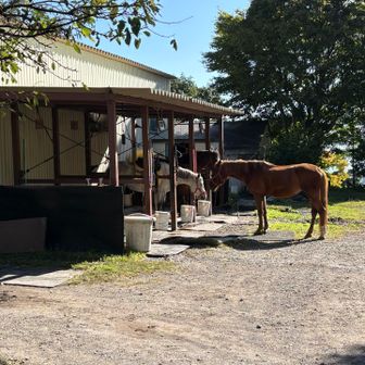 馬がいました🐎