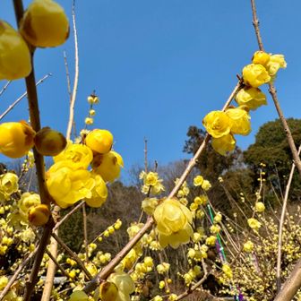 近くのマダム達が、宝登山のロウバイは山一面に咲いて見事よねーって言ってた
やっぱすごいのかぁ行ってみようかな😊