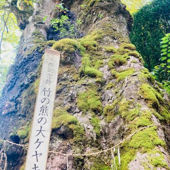 おごじょ？イタチ？
なんかわからんけど降りてきた！