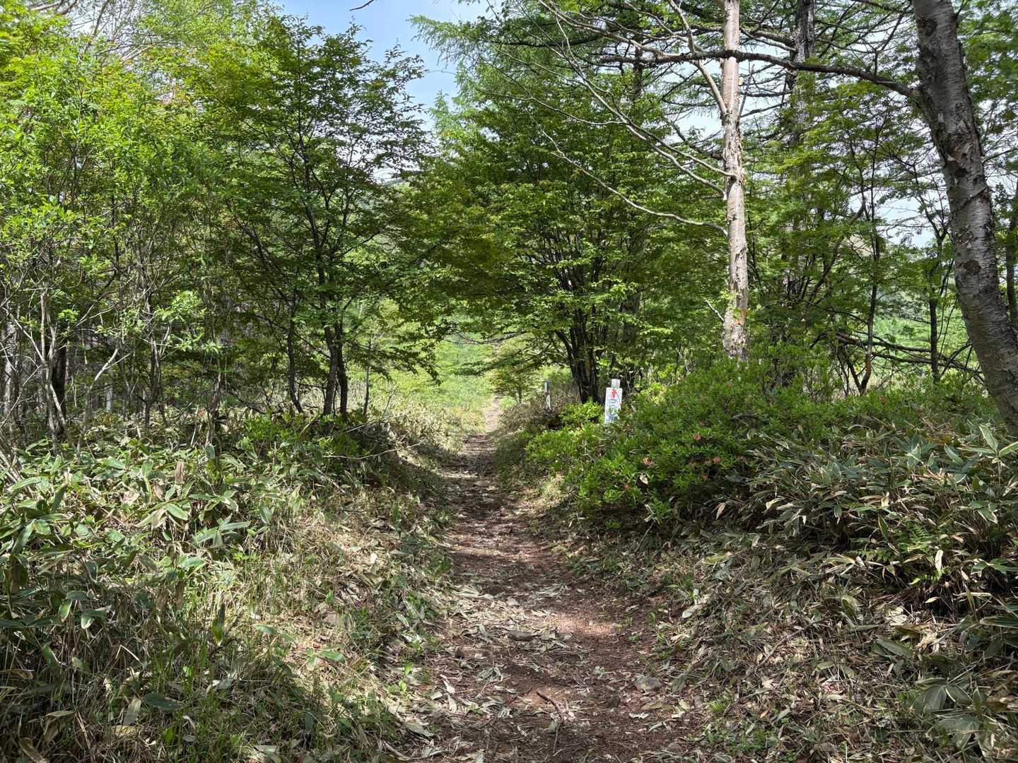 ゲレンデを登り切った右側は「つつじ平」というツツジの群生地だったようですが、あまり咲いてなかったので気づかずスルーという、痛恨のミス🫠