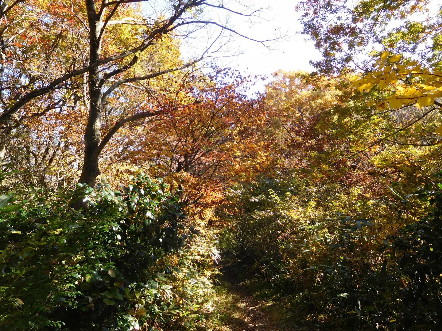 猿倉山-御前山-小佐波御前山 往復コースの写真