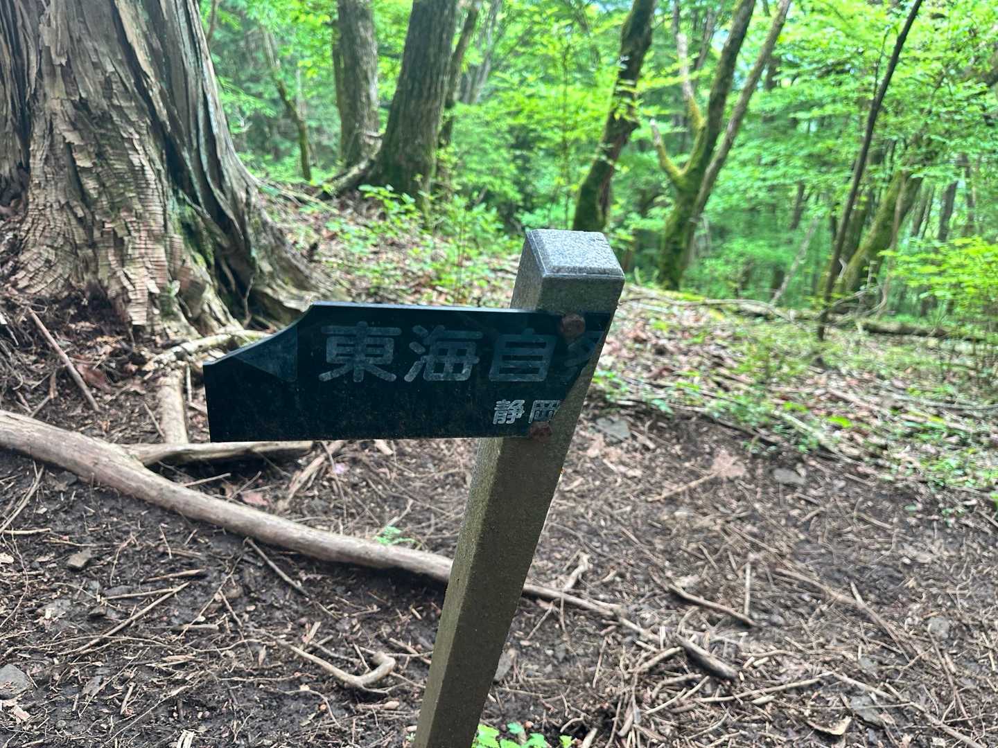 こっちは後ろ半分がない。東海自