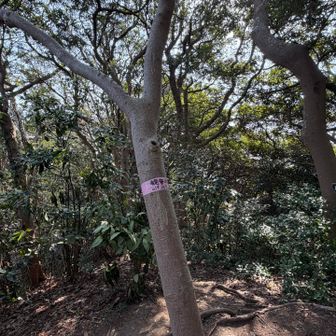 マジックで山頂案内ありがとう😊