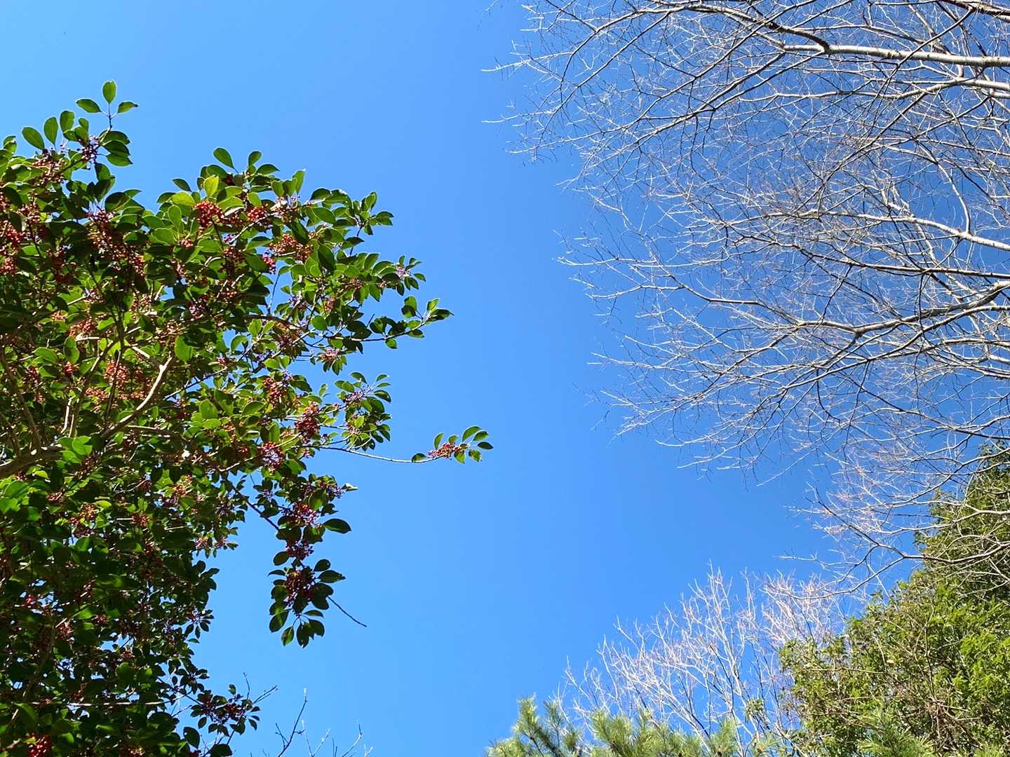 青空と木々