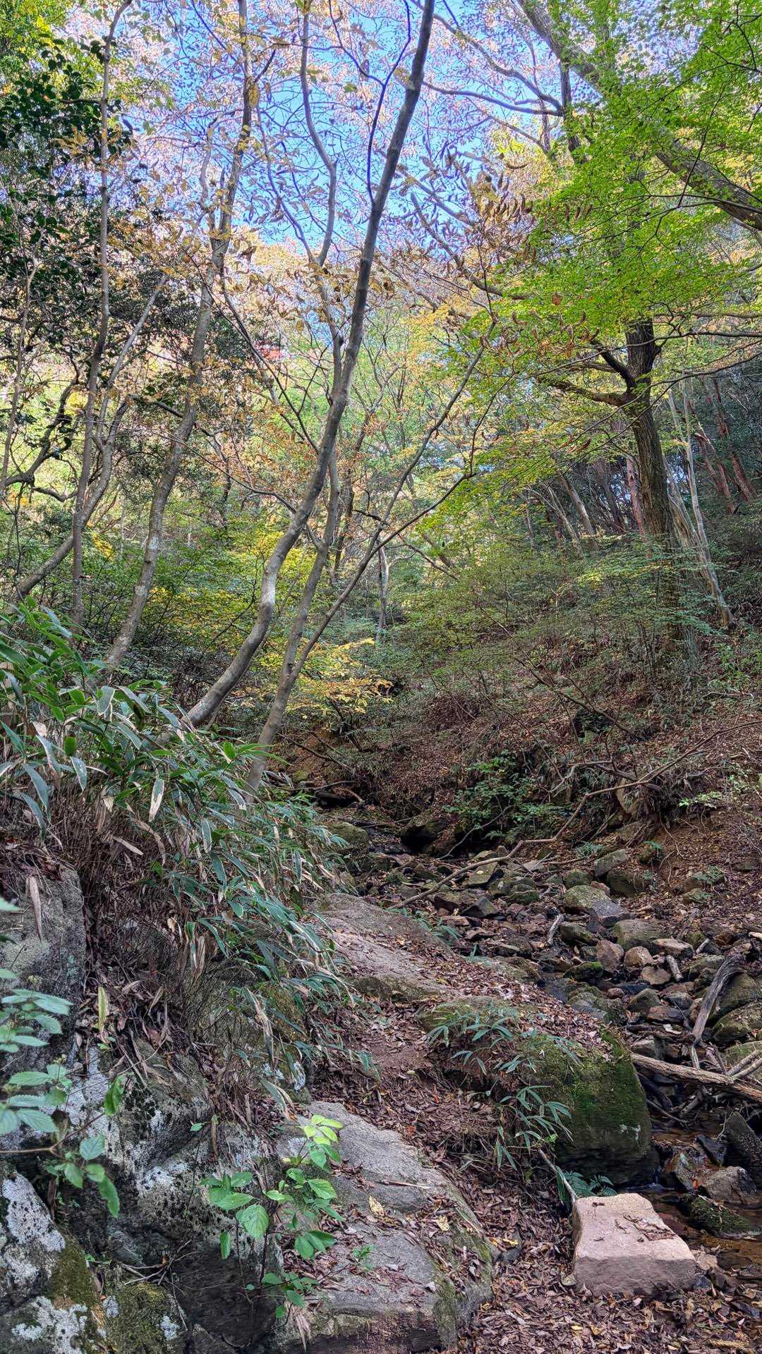 杣谷峠-摩耶山-摩耶ケーブル下バス停 縦走コースの写真