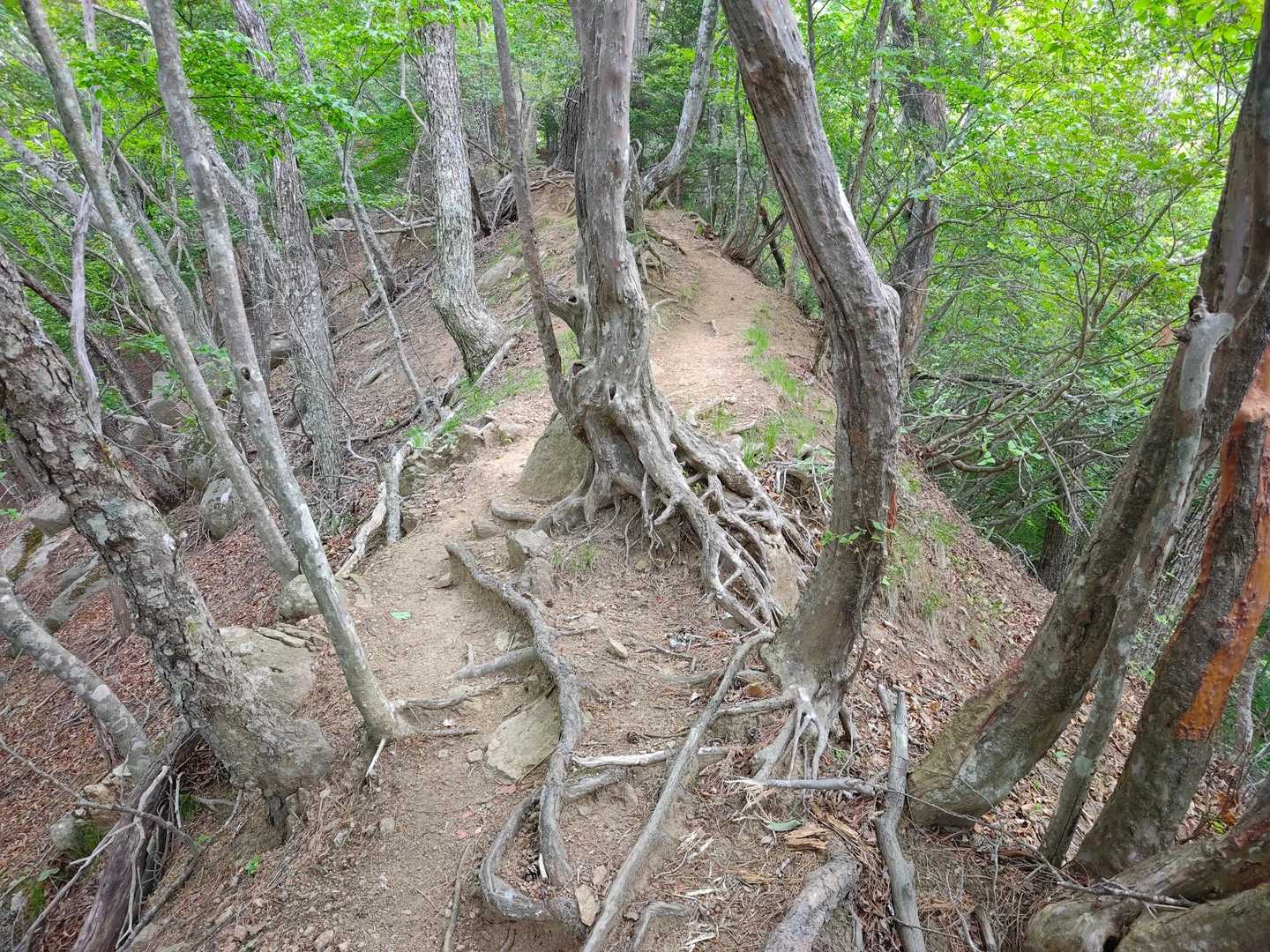 尾根が細くなってきました😵‍💫