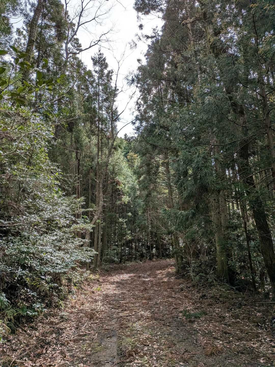 こんな感じで歩いて行きます