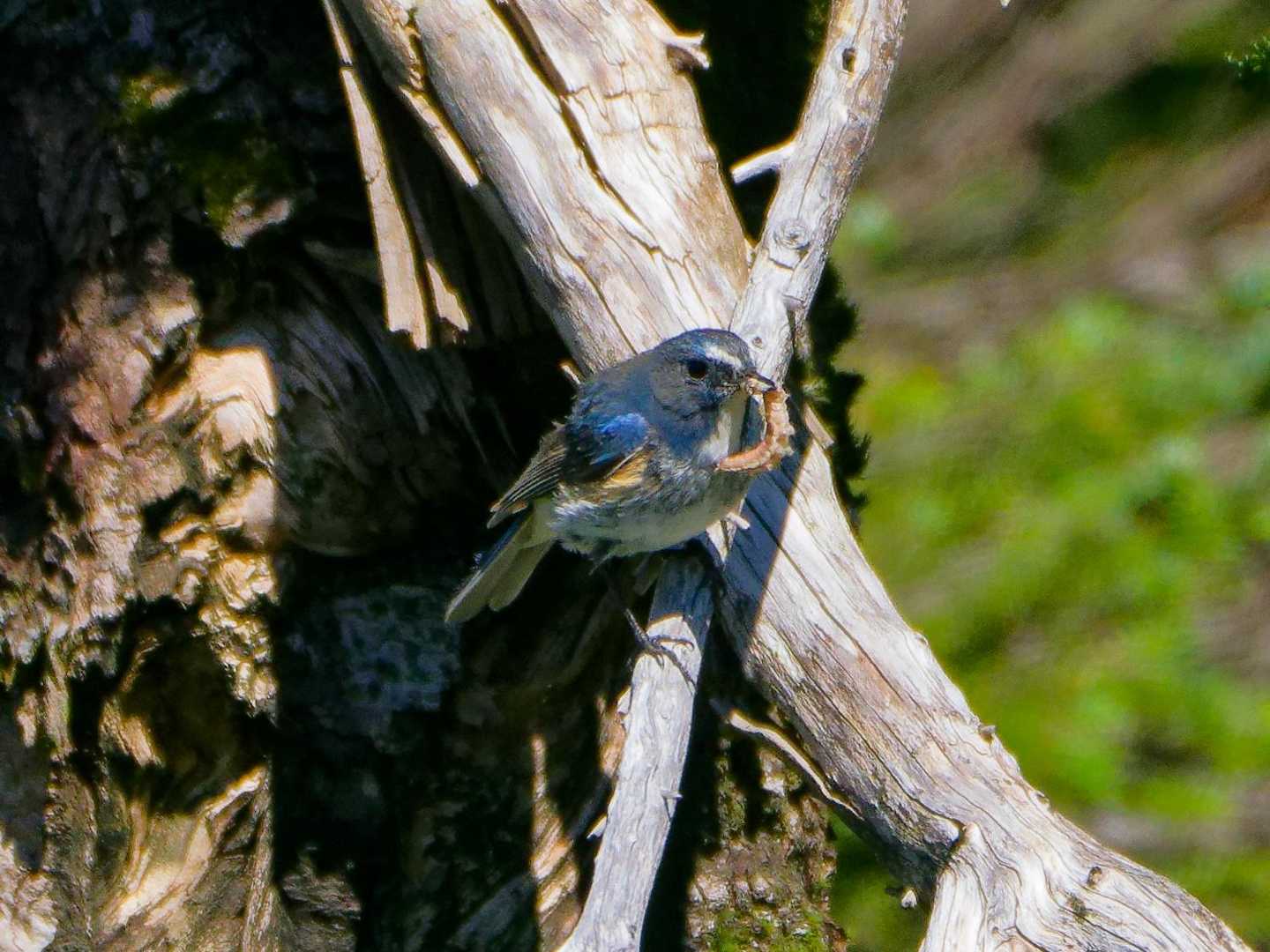 ヒッ、ヒッの鳴き声に見回すと👀初めましてのルリビタキ発見🐦🎉📷