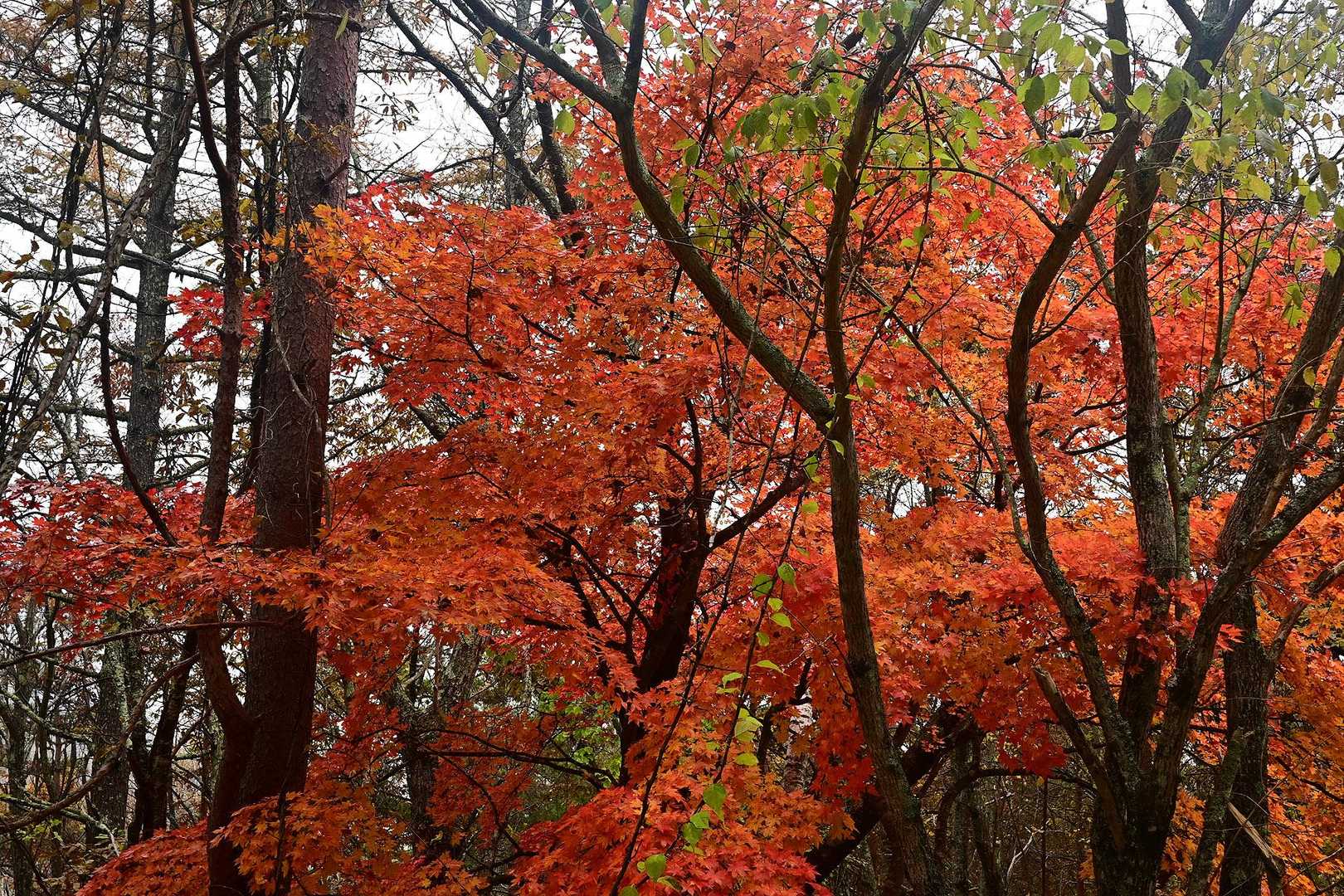黒岳-すずらん峠-破風山-新道峠 縦走コースの写真