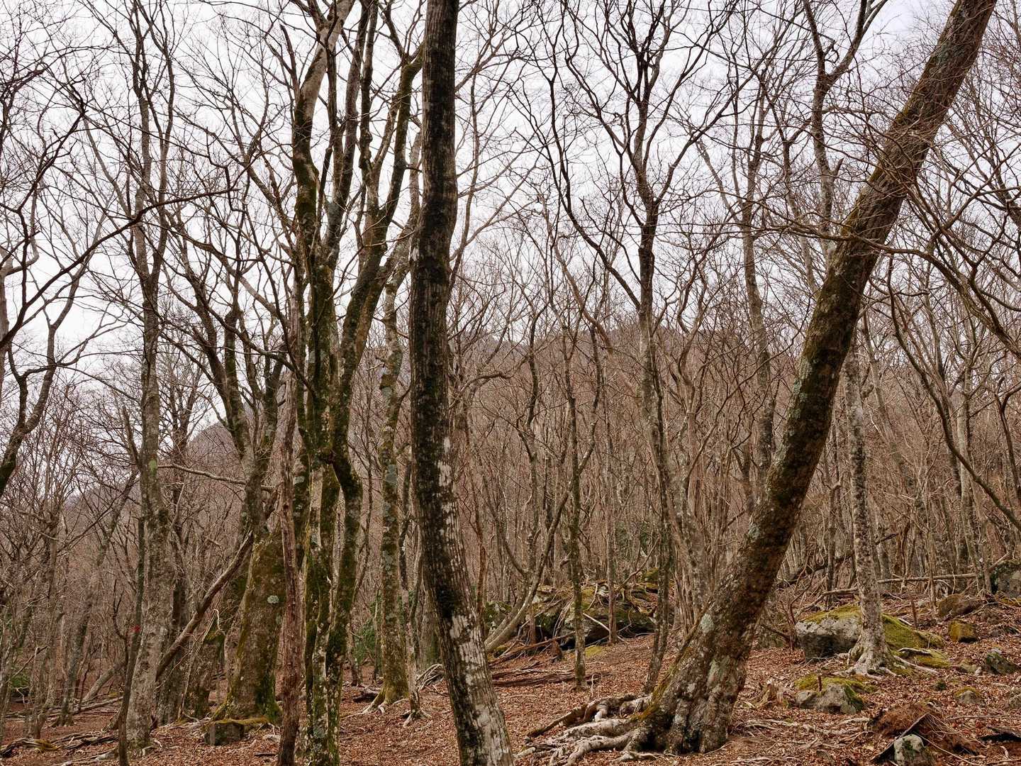 遠くに本体が見える👀
東登山道は短いが、日向越から岩場ゾーンの序盤迄が良い運動になる🚶冬なのに暑い💦