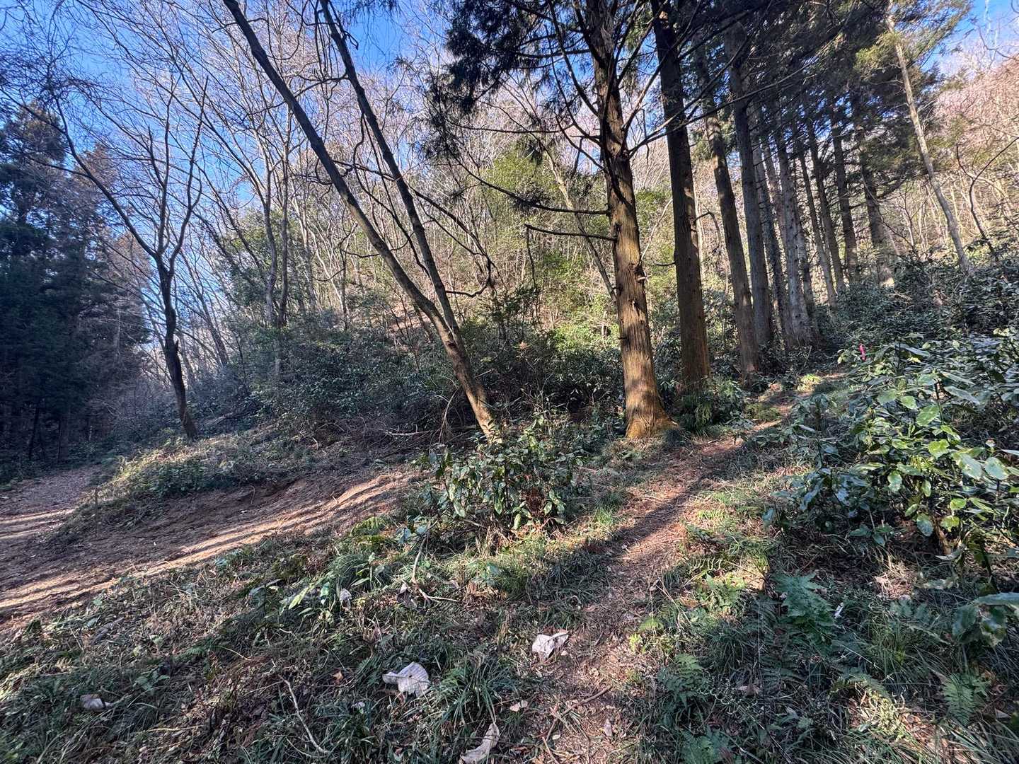 ルートが沢山あります