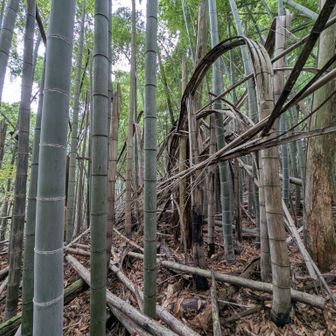 矢立山からの下りはちょっと北に寄ると荒れた竹林で進めなくなります。