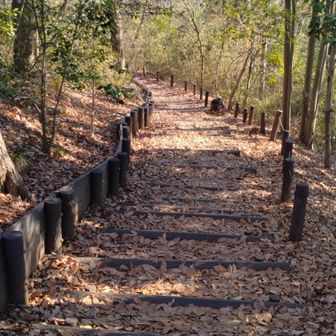 道は落ち葉でいっぱい。