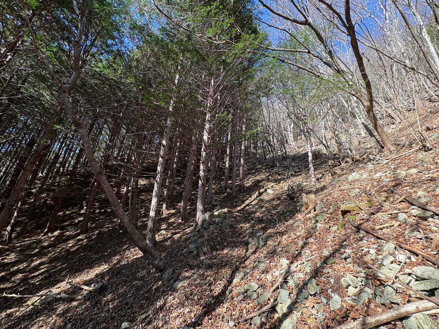 登山道