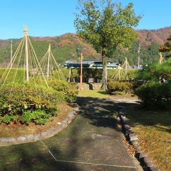 冬支度の雪吊り