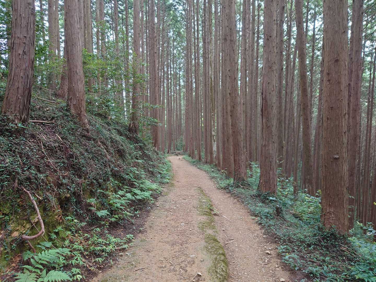 地図通りだと右に行ってしまいそうな分岐を間違えず、左へ