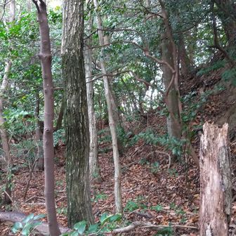 山頂直下を顕著な郭が左に巻いてます↻