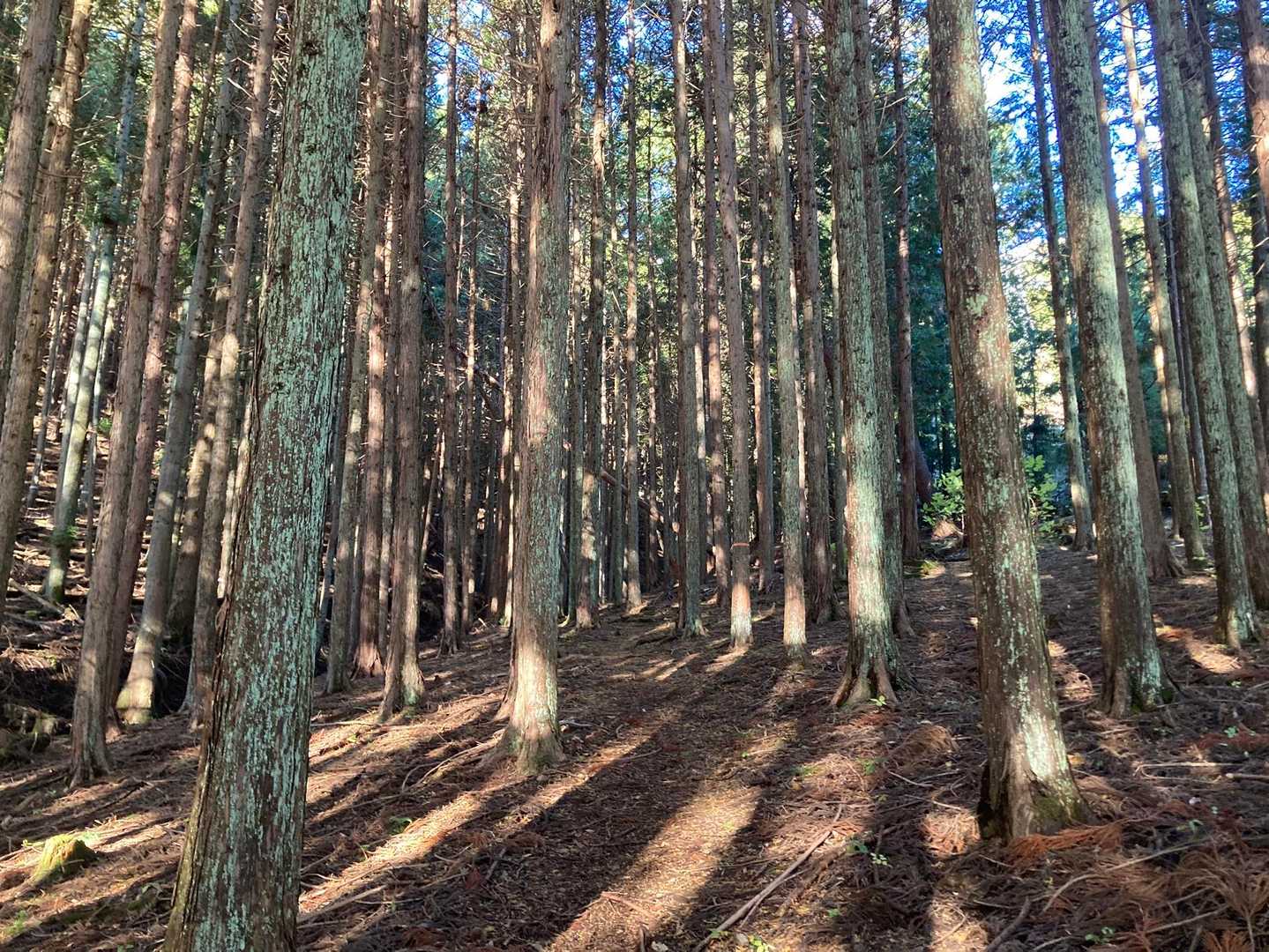 どこが登山道か分かりづらい道を進む。
