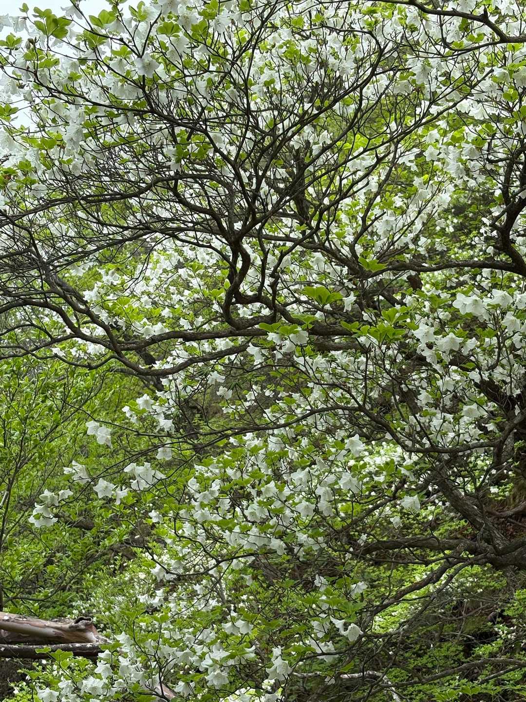 しかもそのレベルの木が折り重なり圧倒的な数です。