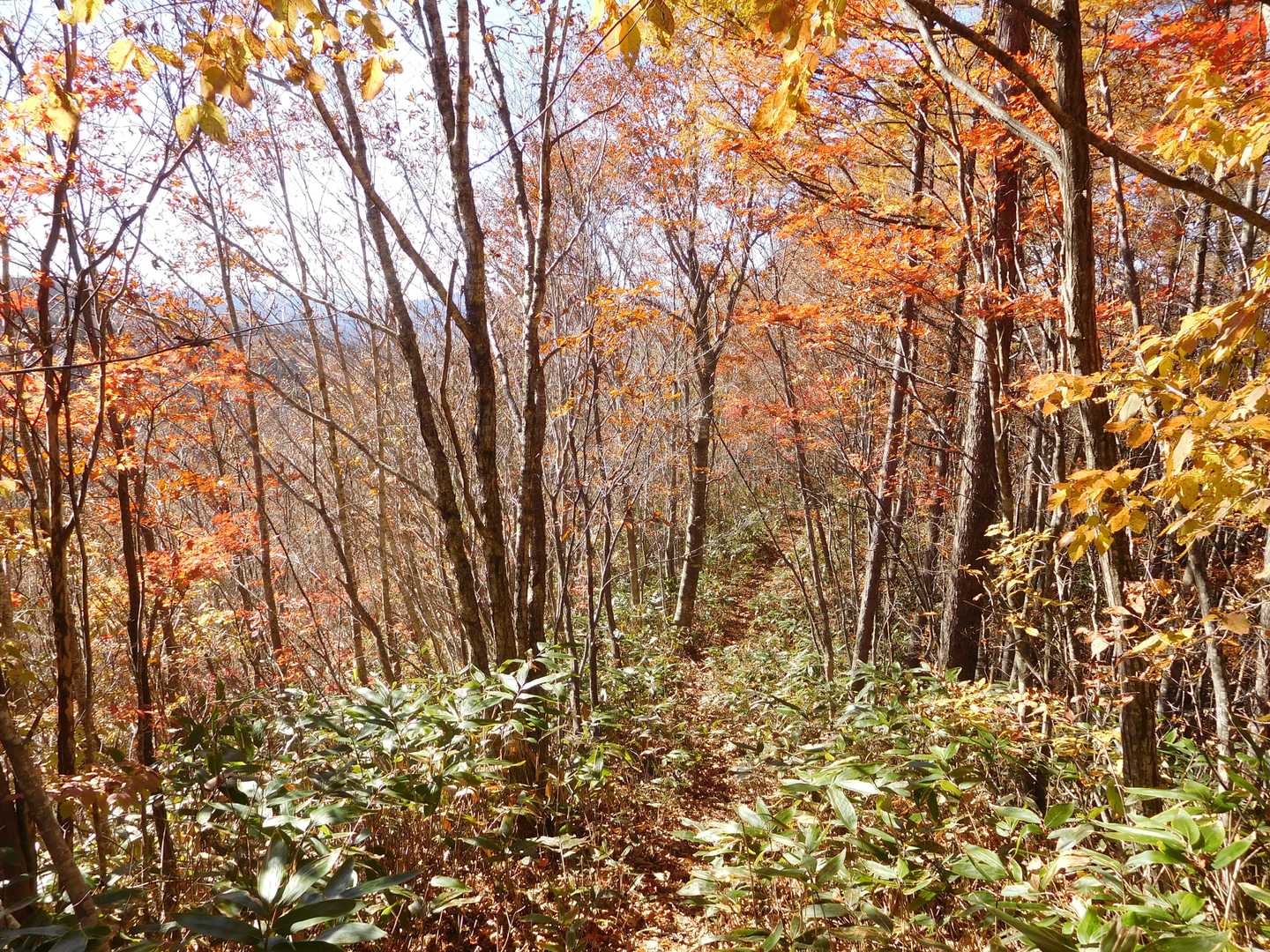 猪臥山散策道入口-猪臥山 周回コースの写真