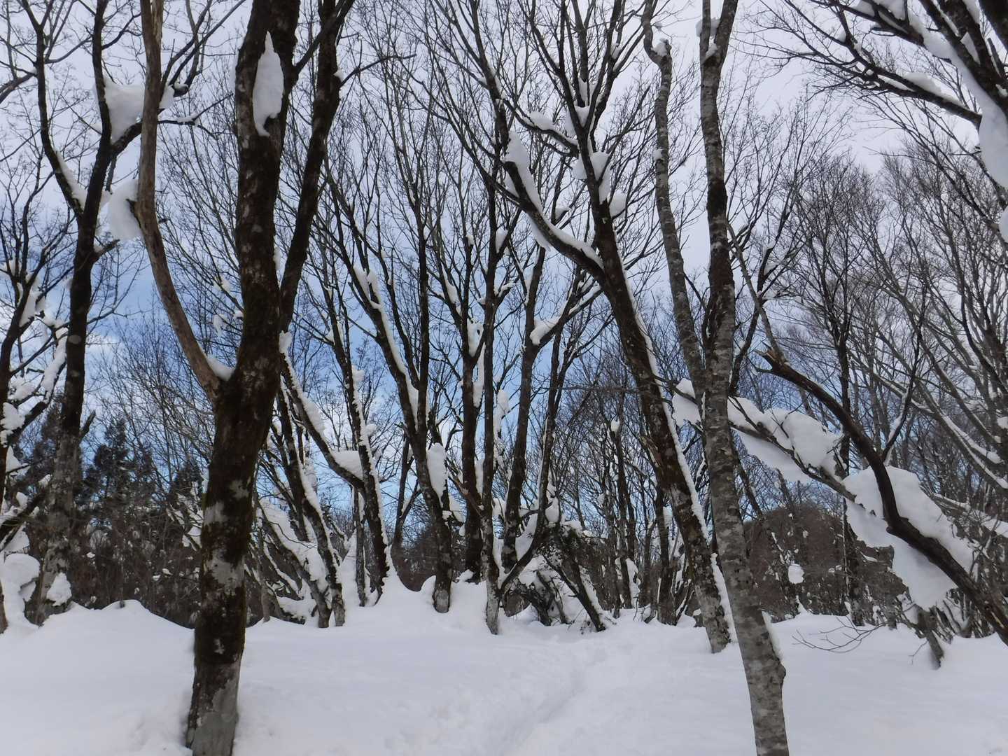 木立と雪の風景がとても綺麗