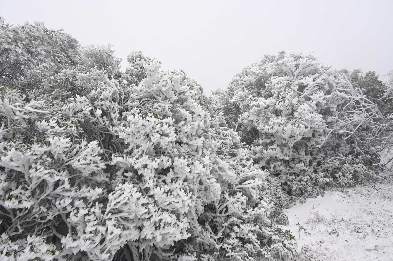 このように
風が吹き抜けている所ではこんな立派に❄ムヒョってます