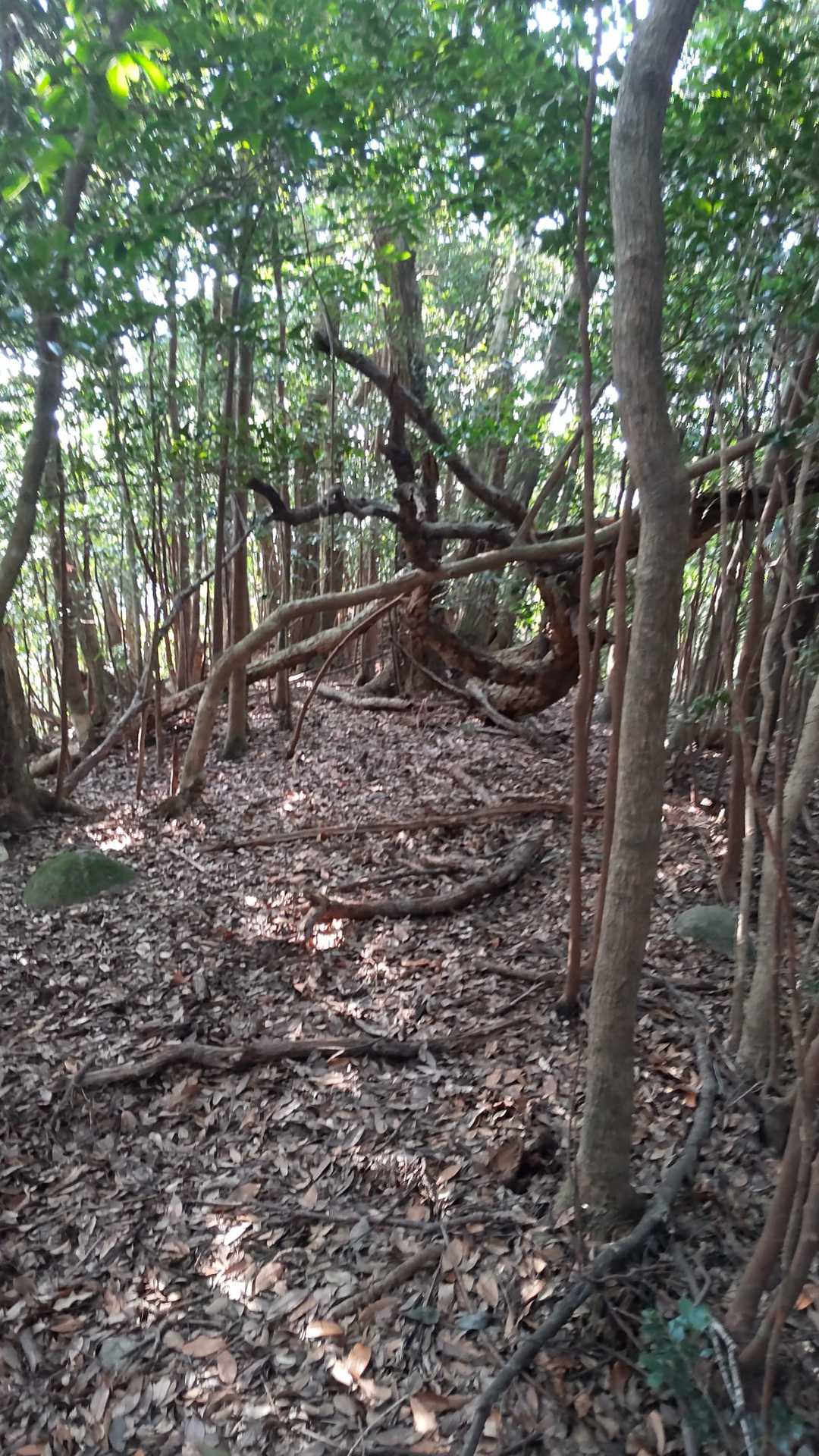 薄い踏み後はあった