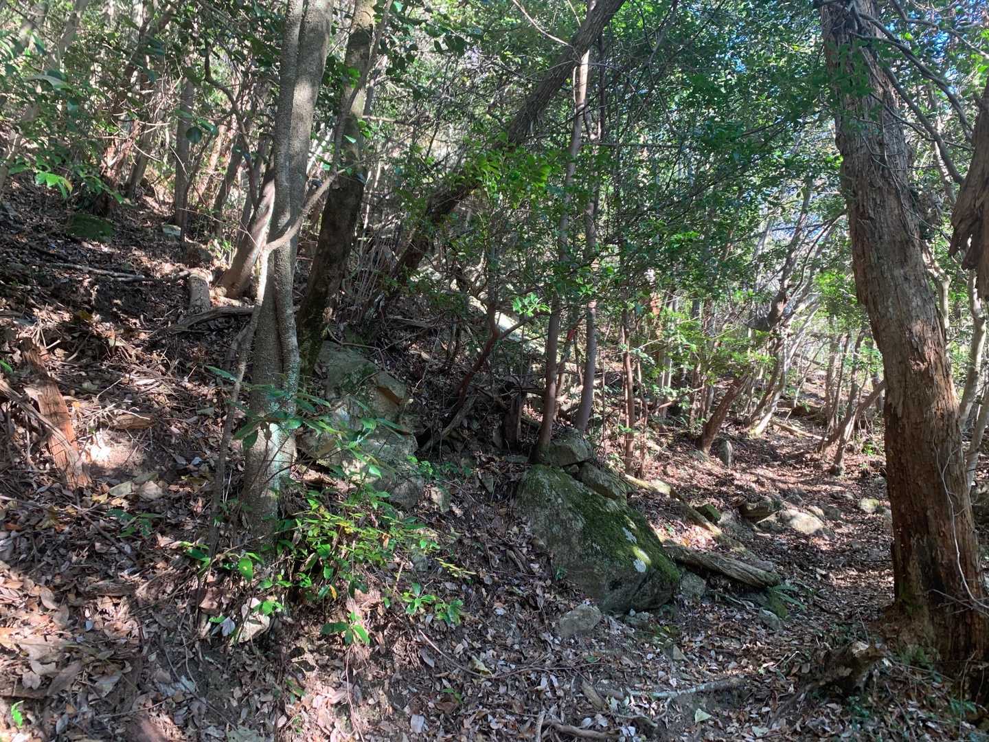 荒谷山-荒谷山 往復コースの写真