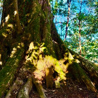 大福山の山頂に着きました！　気づかないかもしれませんが、大木の根元に大福山頂の標があります！