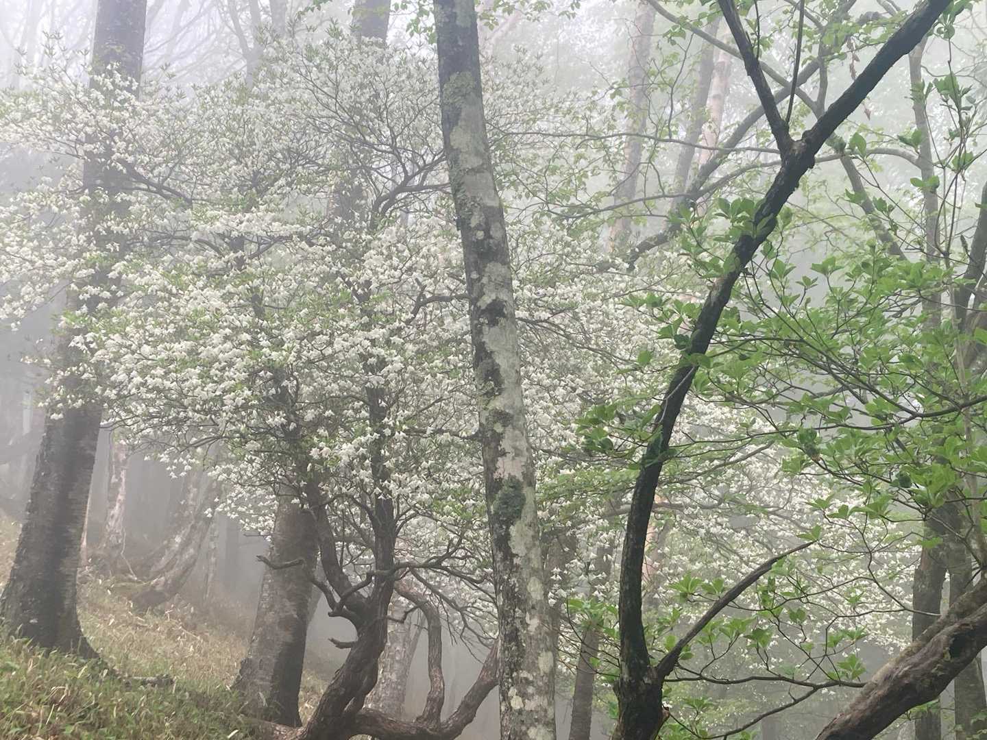青空もいいけど、霧のなかもステキ