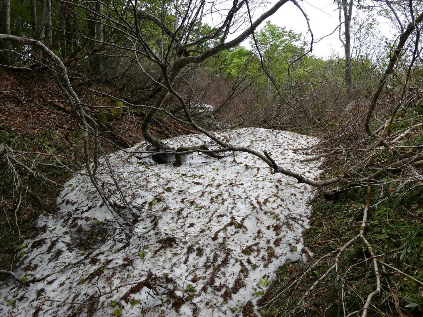 北側は残雪あり