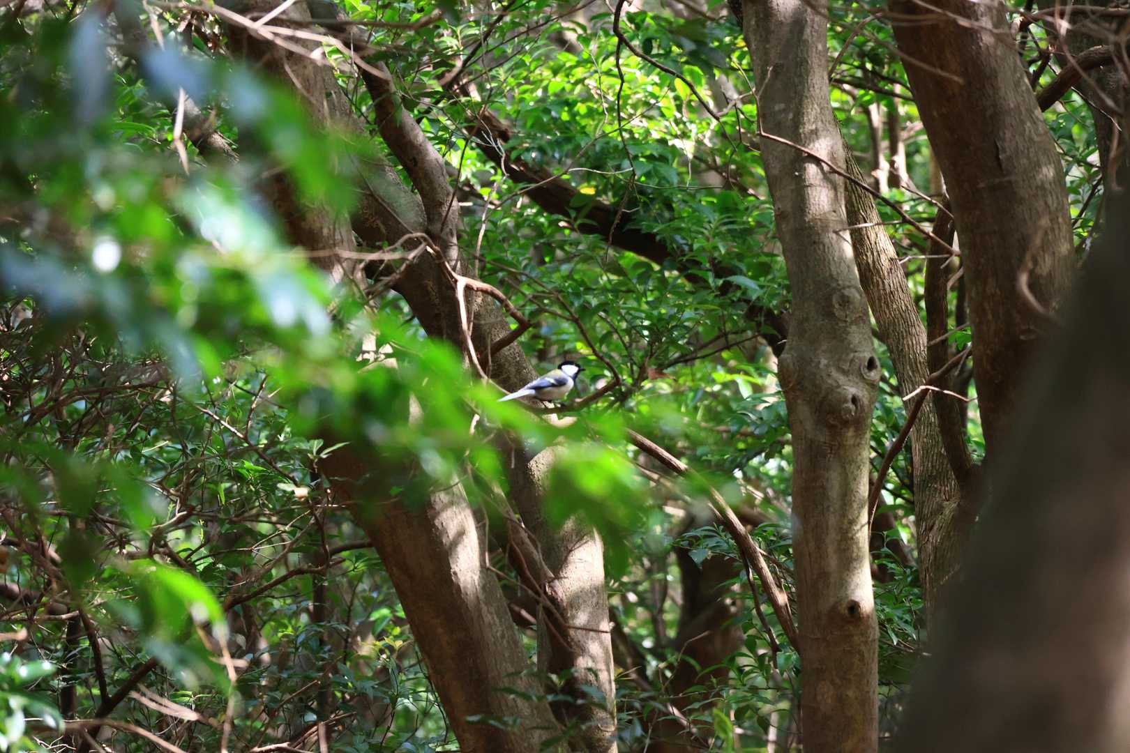 シジュウカラ