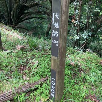 犬越路
