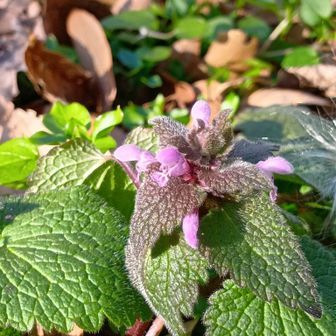 ヒメオドリコソウ