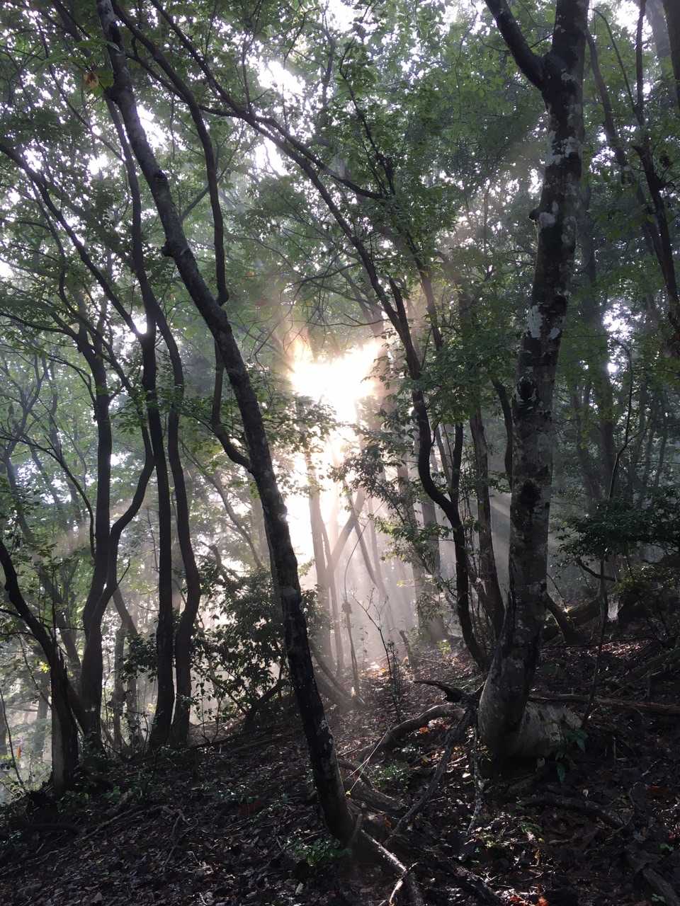 三床山 往復コースの写真