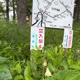オダマキ