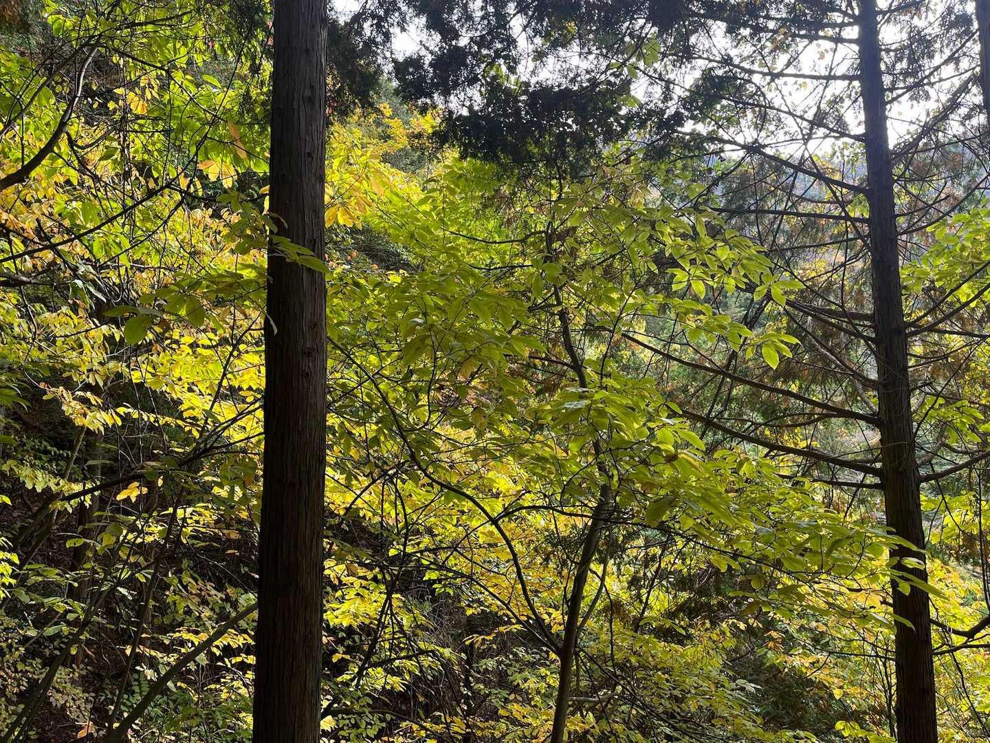 川苔山 縦走コースの写真